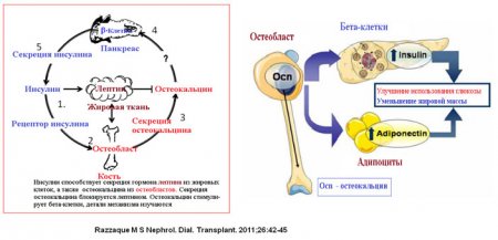 Остеокальцин  – новый гормон  костной ткани 